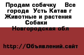 Продам собачку  - Все города, Усть-Катав г. Животные и растения » Собаки   . Новгородская обл.